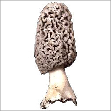 Dried Morel Mushroom