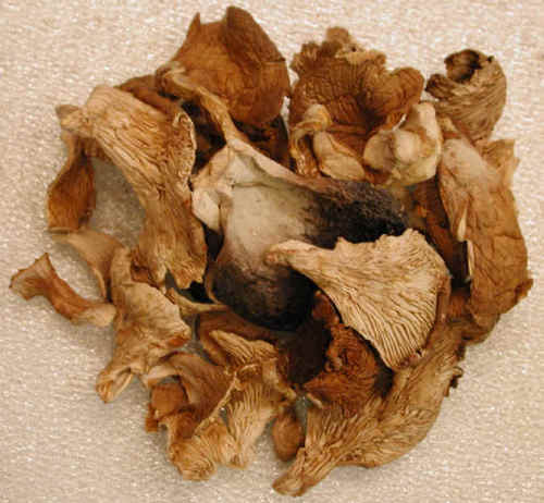 Dry Oyster Mushrooms