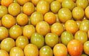Jujube