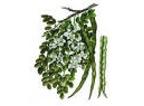 Moringa