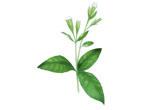 Stevia