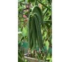 Vanilla Beans