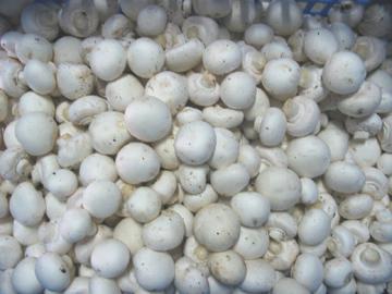 Fresh Mushroom