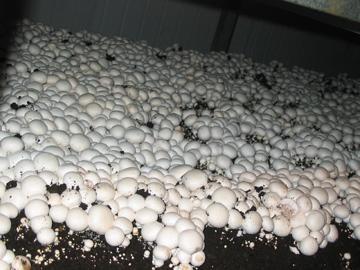 Fresh Mushroom