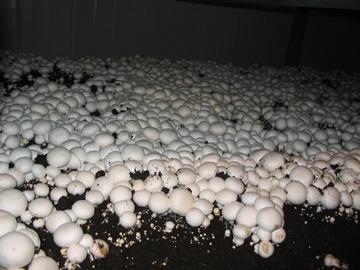 Fresh Mushroom