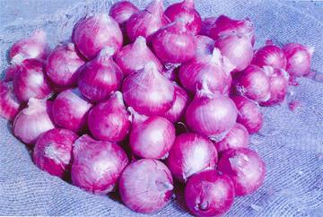 Fresh Onions