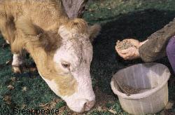 APPLICATION OF ZINC OXIDE IN MICRONUTRIENTS