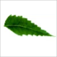 Neem - Lanceolate Green Leaf, Pinnate Venation | Antibacterial, Anti-Inflammatory, Natural, Sustainable, Effective