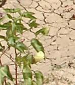 Parshva Panchamrut SOIL CONDITIONER