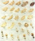 Brass Cabinet Fittings