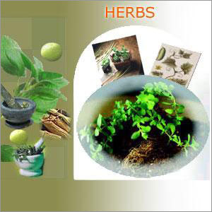 Herbs