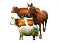 Veterinary