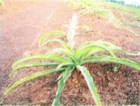 Safed Musli (Chlorophytum Borivillianum)