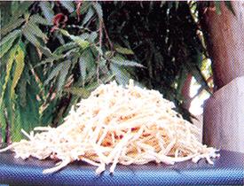 Safed Musli (Chlorophytum Borivillianum)