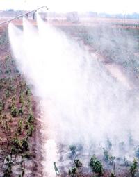 Safed Musli (Chlorophytum Borivillianum)