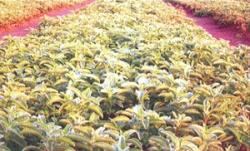 Coleus Forskohlii