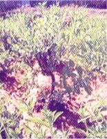 Stevia