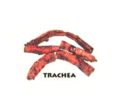 Dog Food - Trachea