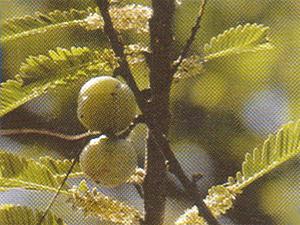 Emblica Officinalis Gaertn.(Amla)