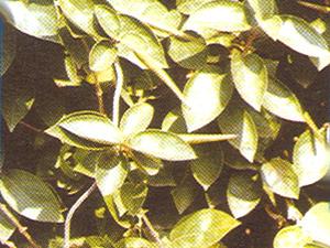 Gymnema Sylvestre R.Br.