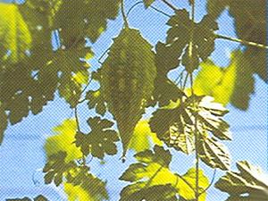 Momordica Charantia Linn.(Karela)