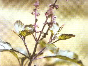 Ocimum Sanctum Linn.(Tulsi)