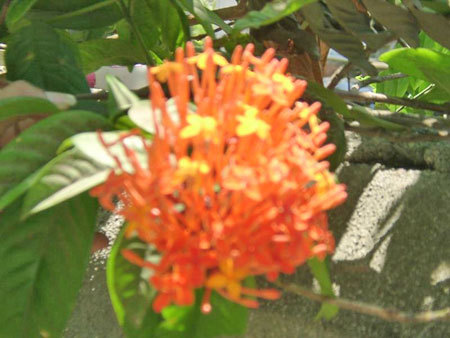 Aura Protection Spray