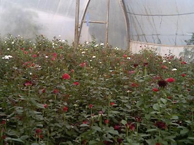 Agricultural Products