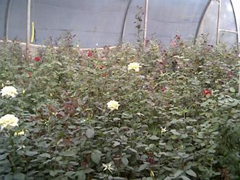 Agricultural Products