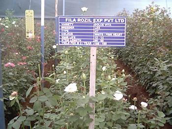 Agricultural Products