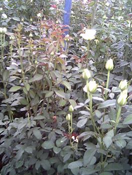 Agricultural Products