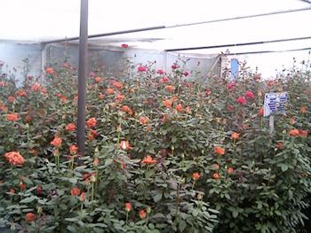 Agricultural Products
