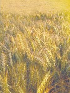 Wheat