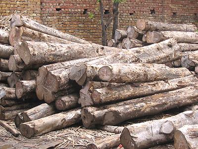 Timber Logs