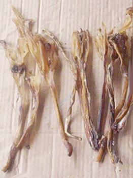 Tendon-2