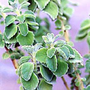 Coleus