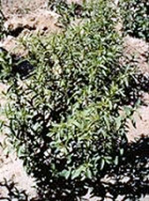 Stevia