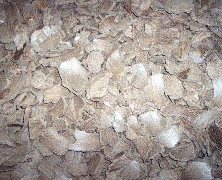 Castor Seeds