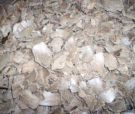 Castor Seeds