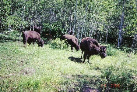 Buffalo Meat