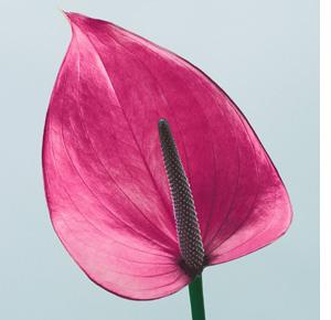 Cut Flowers
