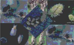 Verelac (Verticillium Lecanii)