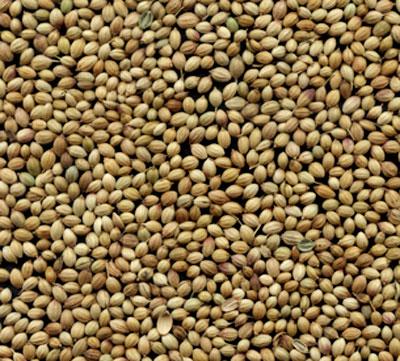 Coriander