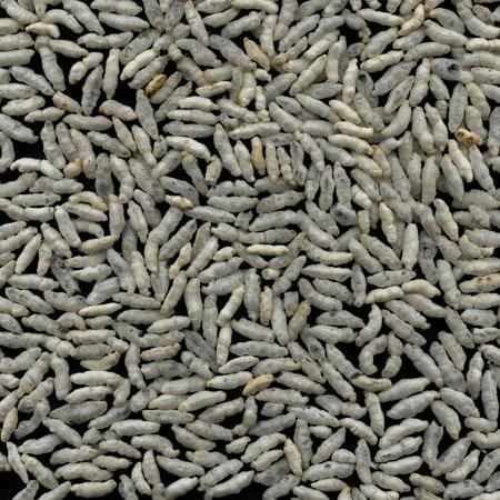 Puffed Rice