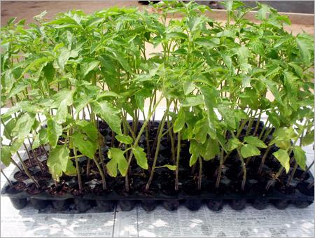 Agro Products