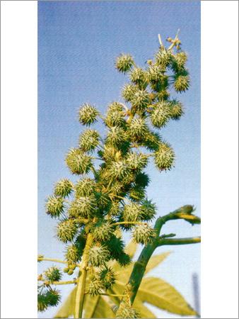 Castor Oil