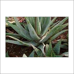 Kumarika (Aloe, Barbados Aloe, Curacao Aloe, Indian Aloe