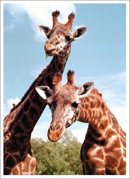 wildlife Safari