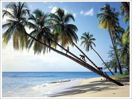 Coconut_tree