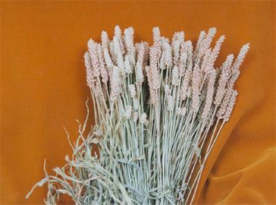 Psyllium Crop